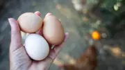 Sainsbury's Switches to White Eggs: What Shoppers Need to Know