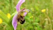 Sefton Coast Orchids: A Colorful Dune Display from Crosby to Birkdale