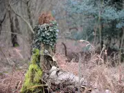 Suspected Big Cat Spotted in Binley Woods Reported to Coventry Police