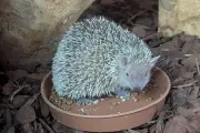 Telford Zoo Welcomes Rare Hedgehog-Like Animals from Madagascar