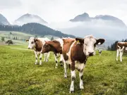 Thousands Delayed as Cows Block West Coast Main Line for Over Four Hours