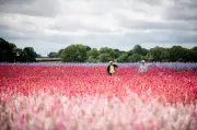 Tickets on Sale for Spectacular Shropshire Petal Fields Event