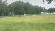 Travellers and Horses Set Up Camp in Kingstanding Park