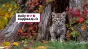 Trivia Answers: 999 Emergency Number, BRIC Countries, Mandolin Strings