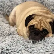 UK Dog Breed Ban Update: Expert Clarifies 67 Breeds at Risk List