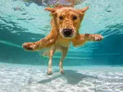 Vets Issue Urgent Warning for Dog Owners During 40C Heatwave