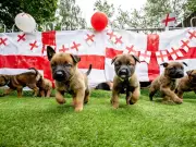 West Midlands Police Welcomes Puppies Named After England Football Stars