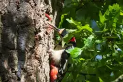 Woodpecker Mum Feeds Hungry Chicks in Shropshire Treetop Nest