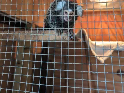 Abandoned Monkey Found on London Bus in Laundry Bag Named Oyster
