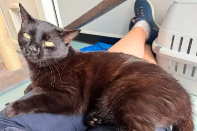 Adorable Cocktail-Named Cat Seeks Forever Home in West Midlands