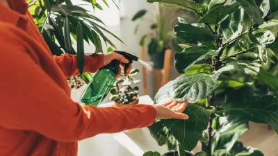 Can Houseplants Really Cool Your Home Office? The Truth Behind Plant Hacks