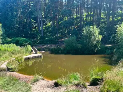 Cannock Chase Dog Walkers Warned: Blue Green Algae Can Be Fatal to Pets