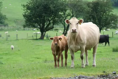 Cows Block Staffordshire Railway Line for Over Four Hours