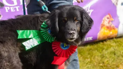 Dog Show in Suffolk Raises Funds for Animal Charity with Fun Competitions