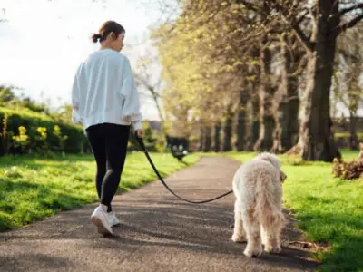 Dog Walking Law Lifted in England: Lead Restrictions End July 31