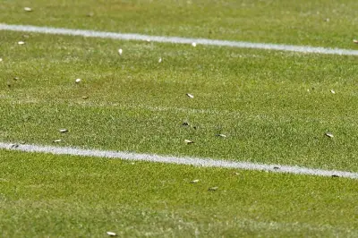 Flying Ant Swarms Spotted Across West Midlands During Heatwave