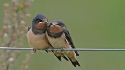 Free Nature Trail Launches at Druridge Bay Reserve for Summer Fun