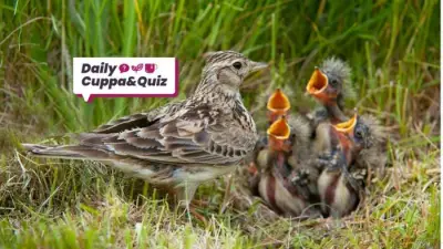 July 19 Quiz: General Knowledge and Entertainment Answers Revealed