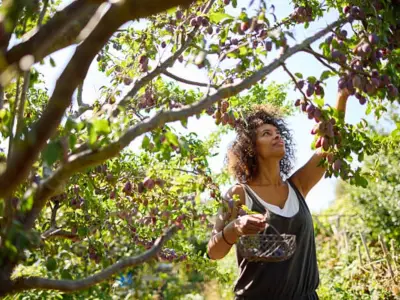 Lawyer Confirms Rights to Cut Neighbor's Overhanging Tree Branches
