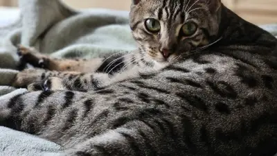 Loughborough Charity Launches First National Cat Blood Donation Service