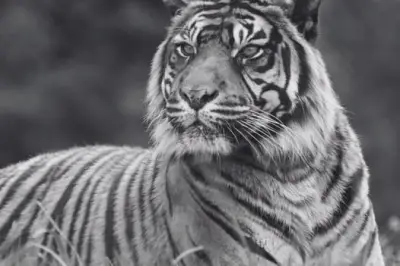Much-Loved Tiger at Popular West Midlands Attraction Dies
