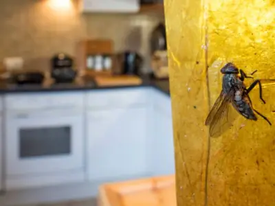 New Law in Scotland Bans Glue Traps with Fines Up to £40,000