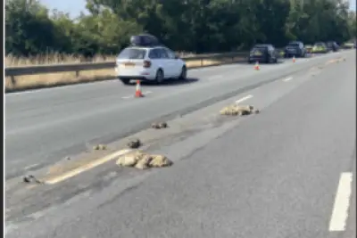 Offal Spillage on M6 Near Stafford Closed Lanes, Causing Traffic Delays