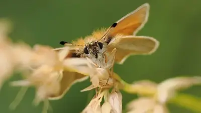 Rare Essex Skipper butterfly discovered on Sefton Coast for first time