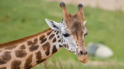 Rare Northern Giraffe Kris Arrives at Chester Zoo for Breeding