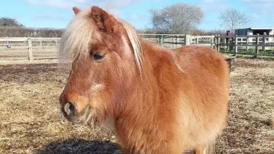 Remus Horse Sanctuary Open Day: Meet Rescued Animals in Essex