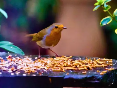 Robins Struggle in Summer: Expert Tips on Feeding UK Garden Birds in July
