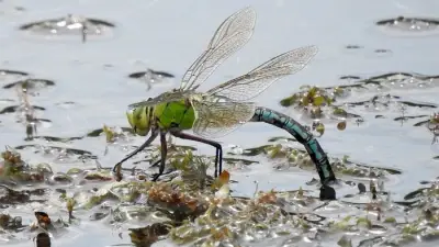 Sefton Coast: Heatwave Challenges and Dragonfly Booms on Dune System