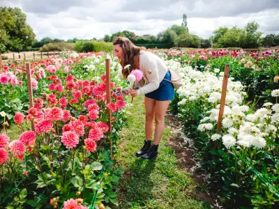 Tickets on Sale for PYO Dahlia Fields Near Birmingham, Now a Tradition