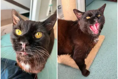 Toothless Cat Overcomes Infection to Find Retirement Home in West Midlands