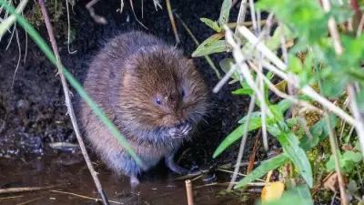 Water voles return to North Devon after 24 years following major habitat restoration