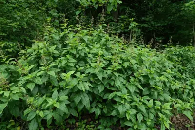 West Midlands and Black Country Hotspots for Invasive Plants Revealed