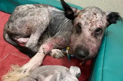 West Midlands Couple Banned from Keeping Animals for 15 Years After Dog Abuse