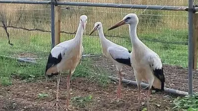 White Storks Return to Derbyshire After 600-Year Absence