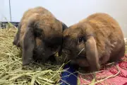 Adorable Buns, Brioche and Bao Search for Forever Homes in West Midlands