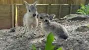 Baby Boom at Exotic Zoo: New Arrivals Spark Summer 'Baby Animal Bonanza'
