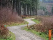 BBC Presenter Accidentally Camps at Dogging Hotspot in Cannock Chase
