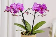 Beautiful House Plants from Bunches as Lasting Gifts