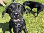 Beloved Dog Dies After Eating Rotting Grass Dumped on Solihull Park Field