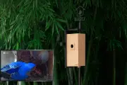 Birdfy Nest Camera: Smart Bird Feeder for Garden Wildlife Observation