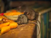 Birmingham Council Must Fix 'Disgusting' Mice Infestations in Flats