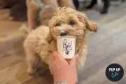 Birmingham Dogs Set for Day of Puppuccinos, Play and Prizes