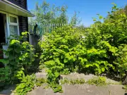Birmingham tops West Midlands Japanese knotweed hotspots with 320 sightings
