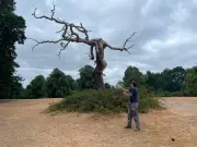 Birmingham's Iconic 'Witching' Oak Tree in Sutton Park Dies, Rangers Confirm