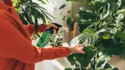 Can Houseplants Really Cool Your Home Office? The Truth Behind Plant Hacks
