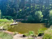 Cannock Chase Dog Walkers Warned: Blue Green Algae Can Be Fatal to Pets